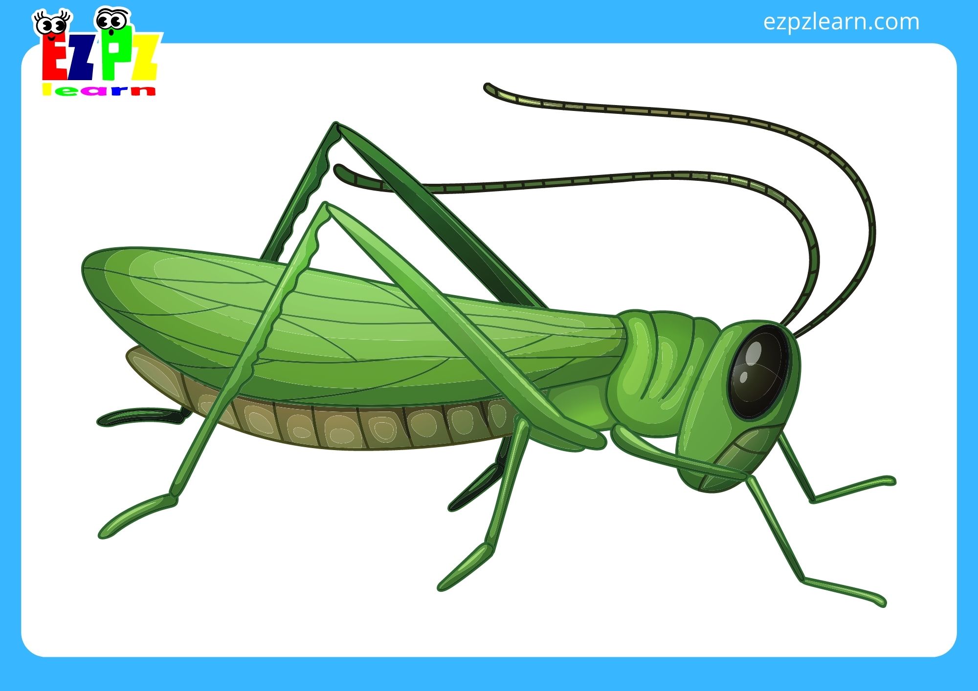grasshopper